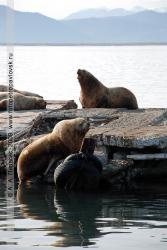 Сивучи в Петропавловске-Камчатском, в районе поселка Моховая