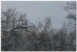 post-6541-0-10094300-1389982023_thumb.jp