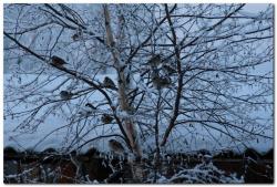 Воробьи в селе Лазо