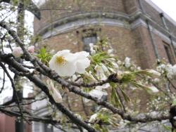 В Японии уже зацвела сакура