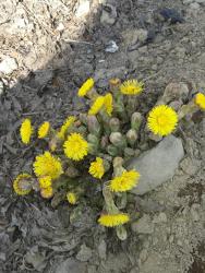 Мать и мачеха