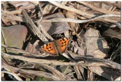 post-6541-0-54470300-1397622774_thumb.jp