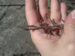 post-7417-0-00597900-1398850616_thumb.jp