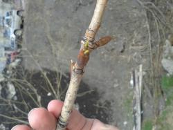 post-7417-0-03389800-1398850644_thumb.jp