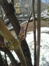 post-7417-0-10630100-1398404115_thumb.jp