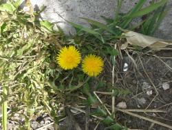 post-7417-0-24398400-1398403972_thumb.jp