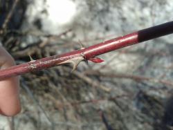 post-7417-0-42950300-1398850575_thumb.jp