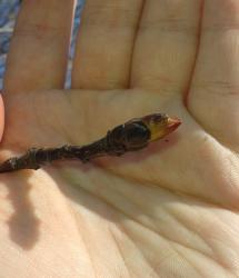 post-7417-0-53007400-1398404023_thumb.jp