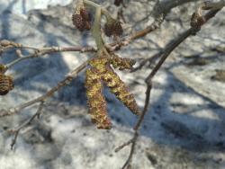 post-7417-0-73270300-1398404080_thumb.jp