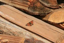 post-6541-0-25270100-1429426518_thumb.jp