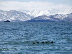 Сибирская гага