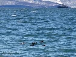 Сибирская гага