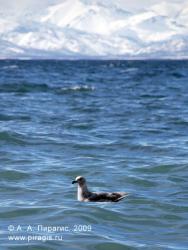 Тихоокеанская чайка