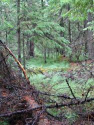 Лес из лиственницы Каяндера с елью аянской