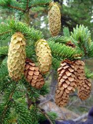 Шишки ели аянской