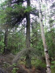 Лес из лиственницы Каяндера с елью аянской