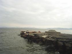 Петропавловск-Камчатский, Моховая. Сивучи