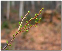 post-6541-0-75786300-1399685963_thumb.jp