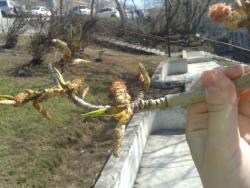 post-7417-0-08346300-1400056737_thumb.jp