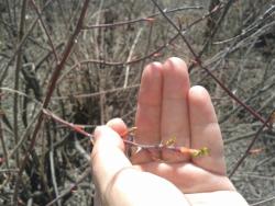 post-7417-0-48955500-1400056877_thumb.jp