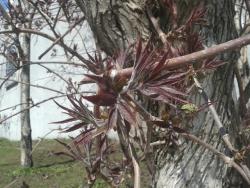 post-7417-0-80523200-1400056661_thumb.jp