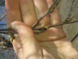 post-7417-0-88352000-1400056539_thumb.jp