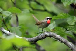Соловей-красношейка
