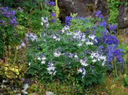 Дельфиниум короткошпорцевый. Верховья реки Половинка