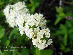 Таволга средняя Spiraea media