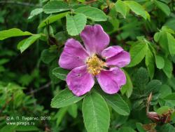 Расцвел шиповник. Камчатский край, Елизовский район