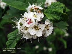 Цветущий боярышник. Камчатский край, Елизовский район