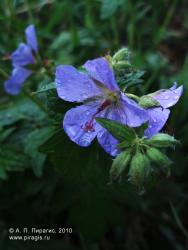Лесная герань. Камчатский край, Елизовский район