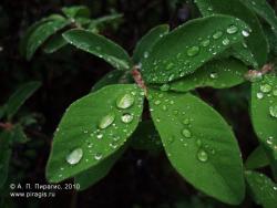 Дождевые капли на листьях жимолости. Камчатский край, Елизовский район