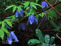 Цветет княжик охотский. Камчатский край, Елизовский район