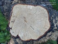 Березовый пень