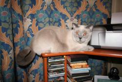 post-5446-0-10555800-1338970097_thumb.jp