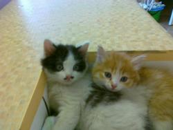 post-5446-0-51836200-1338970154_thumb.jp