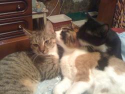 post-5446-0-54761300-1338970025_thumb.jp