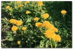 post-6541-0-00150400-1370295646_thumb.jp