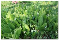 post-6541-0-90059400-1370295714_thumb.jp