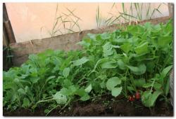 post-6541-0-95711100-1370295771_thumb.jp