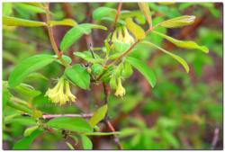 post-6541-0-00448000-1401777614_thumb.jp