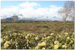 post-6541-0-46882300-1402943618_thumb.jp