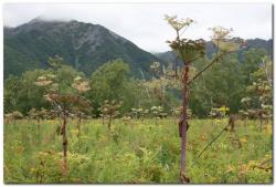 post-6541-0-73245700-1403329459_thumb.jp