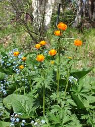 Жарки и незабудки