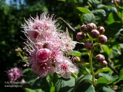 Таволга иволистная. Камчатка, Елизовский район