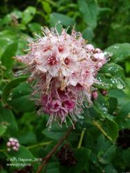 Таволга иволистная. Камчатский край, Елизовский район