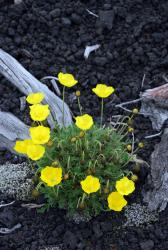 Мак мелкоплодный