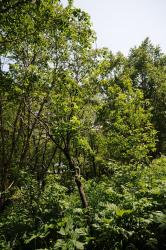 post-2093-0-00365700-1405927762_thumb.jp