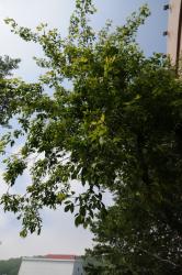 post-2093-0-11551400-1405927698_thumb.jp